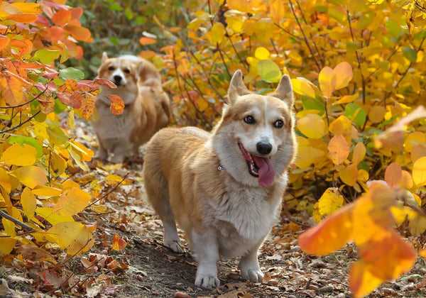 Top 7 Tips For Walking Your Dog In Autumn