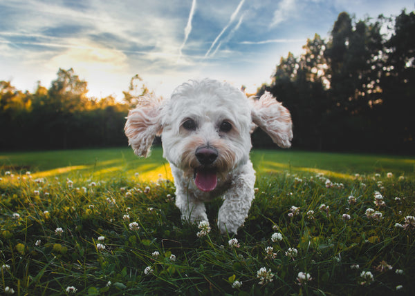 10 Amazing Summer Activities to Do with Your Pet