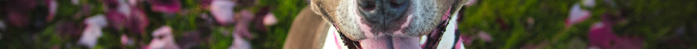 Top 5 Poison Prevention Tips for Dogs and Cats