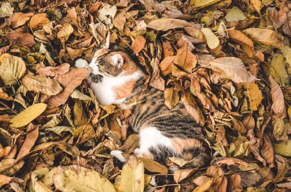 10 Fun Fall Activities To Do With Your Pet