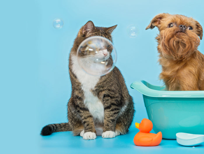 The Regal Pet Boutique