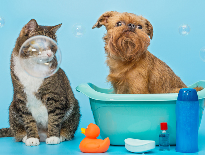 The Regal Pet Boutique