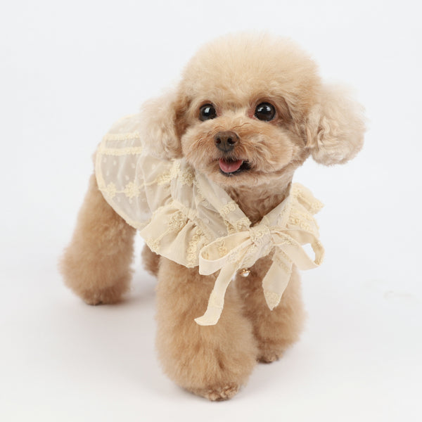 Small dog in lace dress.