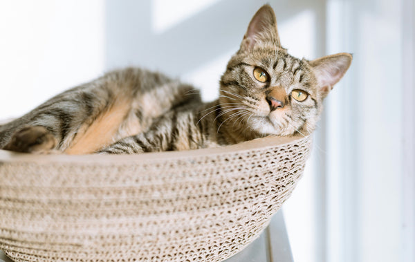 Creating the Purr-fect Paradise: DIY Cat Rooms for Feline Enthusiasts