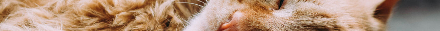 Whisker Fatigue in Cats: Understanding the Causes and Discovering Solutions