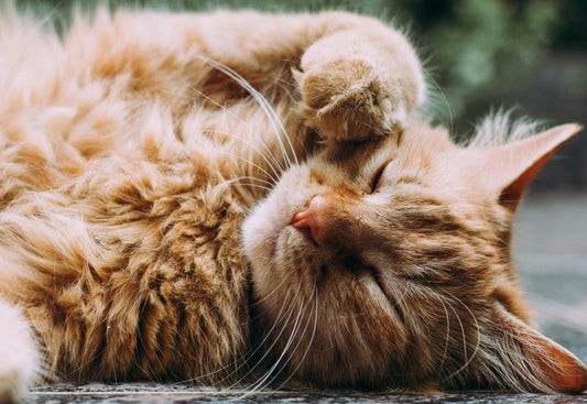 Whisker Fatigue in Cats: Understanding the Causes and Solutions