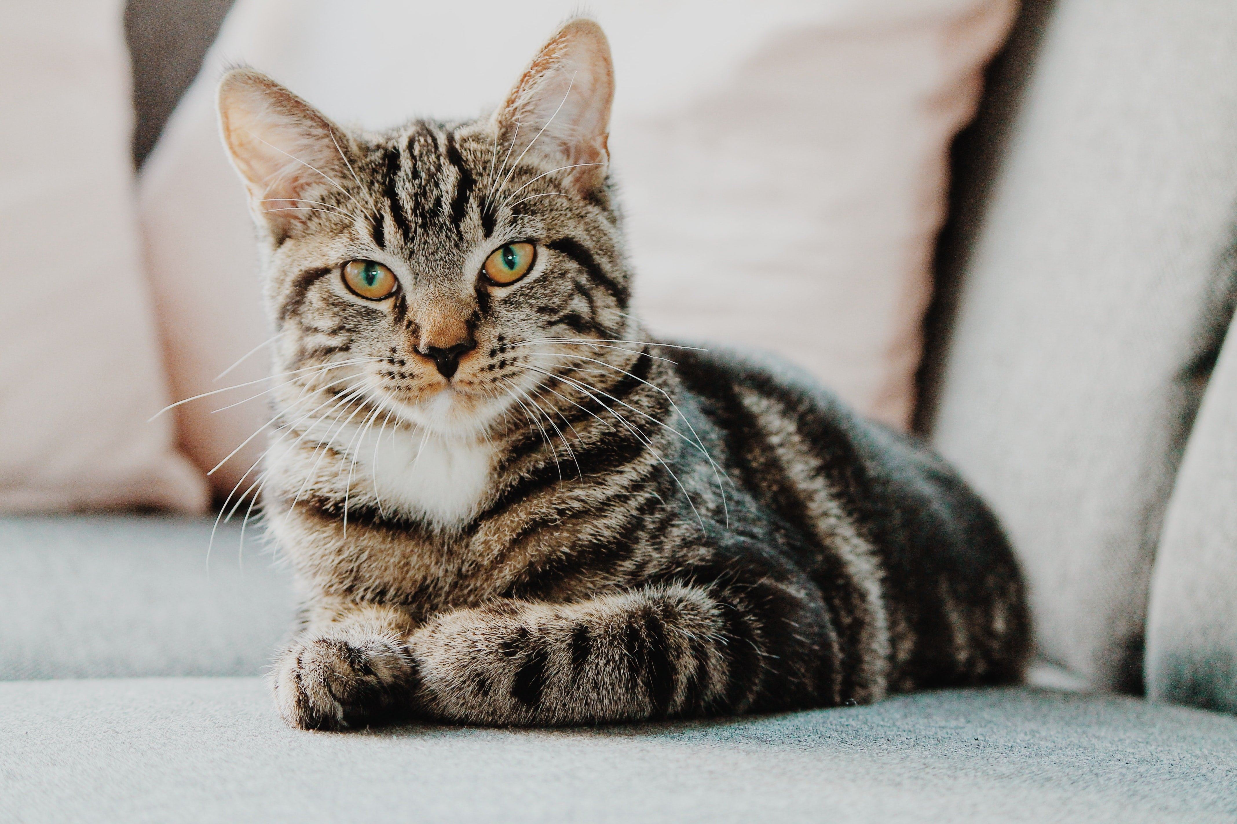 How to Keep Your Cat Healthy and Happy