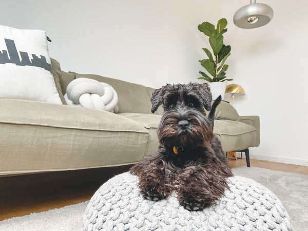 Creating a Pet-Friendly Haven: 6 Essential Tips for a Happy Home
