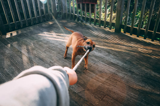 dog playing, dog toy